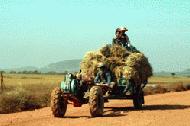 Bringing a load of rice stalks back to the cattle.