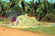 As we entered most villages, we saw rice and rice stalks drying next to the road. The Cambodians are very industrious.