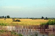 Irrigation canals and rice fields dominated the scenery on both sides of the road