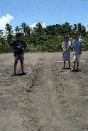 The path of the green sea turtle we watched the night before returning to the sea. This path is about 4 feet across.