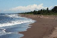 The caribe beach where the green sea turtle come to lay their eggs during July, August and September.