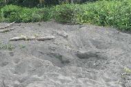 These are the holes green sea turtles create in the egg laying process. Each hole is about 6' in diameter and 4' deep.