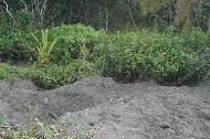 The upper beach landscape is filled with turtle craters as far as we walked.