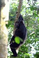 Photographing these magnificent animals was difficult and many times unsuccessful. In addition, dangerous. I had a hard melon hit me on top of my head while taking pictures.