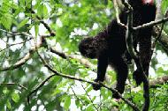 A black faced magabey searches for food near our treehouse.