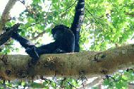 Our first sighting of a chimpanzee