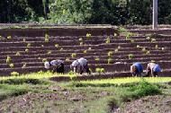 Women plant rice seedlings in a local village.