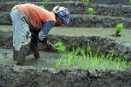 I would have major back ailments after 5 minutes if I planted.  These women were planting 7 hours a day.