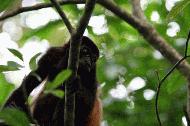 RTW0010  Howler Monkey