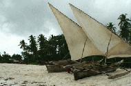 These boats are locally called dhows and are often seen fishing or transporting people around the island