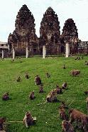 The sacred monkey's live on the ruins in the center of Lopburi,