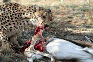 RTW0085 Cheetah eating Thomson's Gazelle