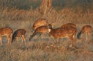 Chittol, or spotted, deer graze in Kanha