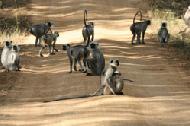 A troup of languar monkeys conduct a meeting of the minds on a back road in Kanha