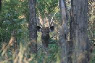Sambar deer hiding in the forest