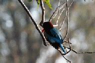 The common kingfisher with its bright blue and maroon colors is a beautiful sight.