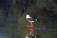 A rare black necked stork